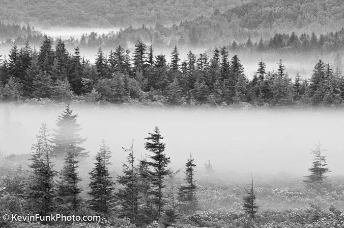 Morning Fog Dolly Sods Wilderness - West Virginia Black and White