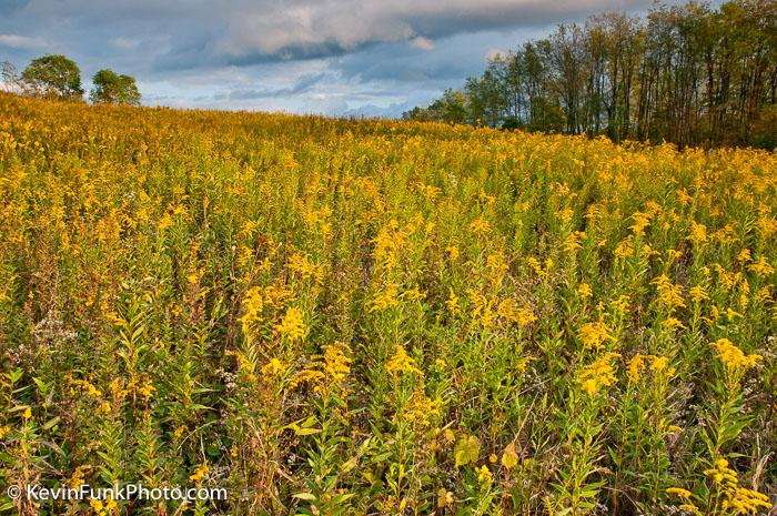 Field of Goldenrod, Montana Mines Marion County, West Virginia