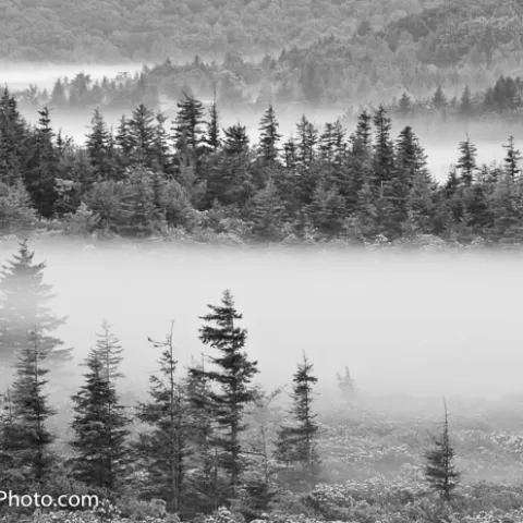 Morning Fog Dolly Sods Wilderness - West Virginia Black and White