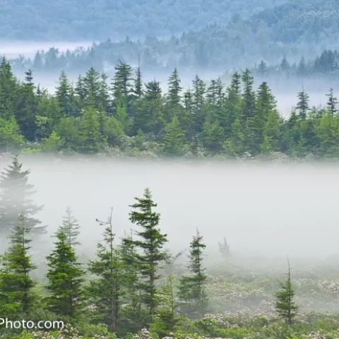 Morning Fog Dolly Sods Wilderness - West Virginia