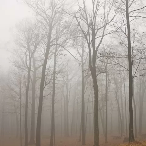 Fog at Coopers Rock State Forest West Virginia