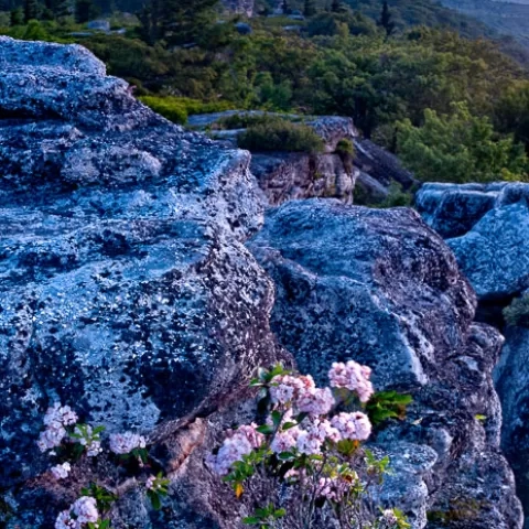 Bear Rocks Dolly Sods Wilderness - West Virginia
