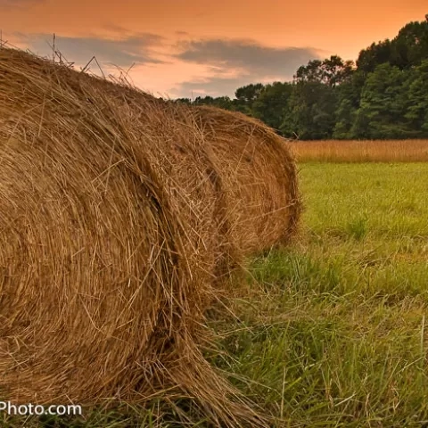 Hay Field, Paw Paw Morgan County - West Virginia