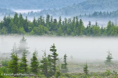 Morning Fog Dolly Sods Wilderness - West Virginia