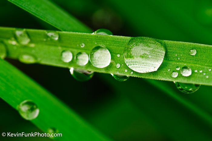 Dew on Grass, Hampshire County - West Virginia