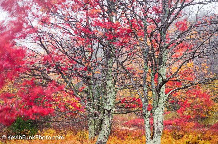 Dolly Sods Wilderness - West Virginia