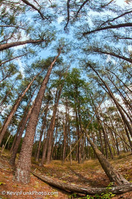 Pine Trees Three Churches Hampshire County - West Virginia