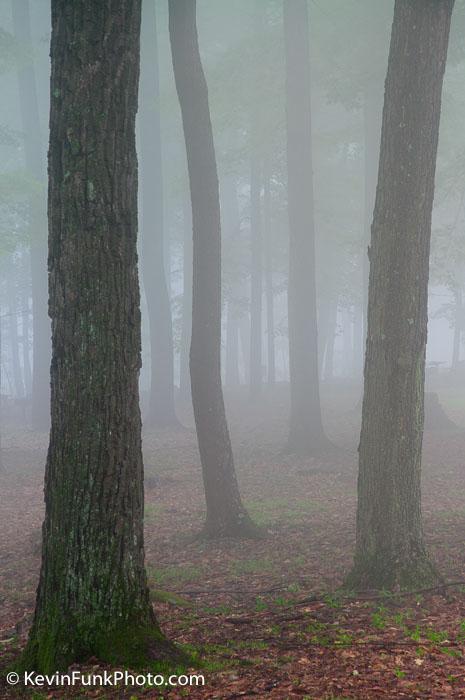 Coopers Rock State Forest West Virginia