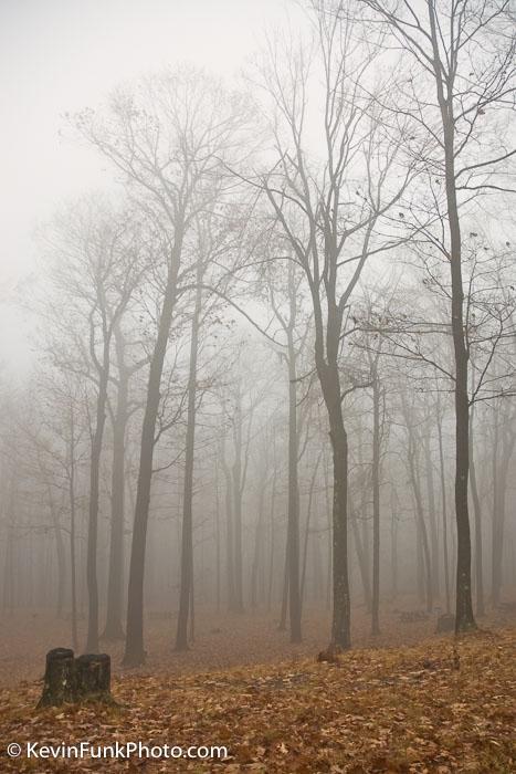 Fog at Coopers Rock State Forest West Virginia