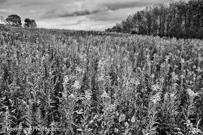 Field of Goldenrod, Montana Mines Marion County, West Virginia