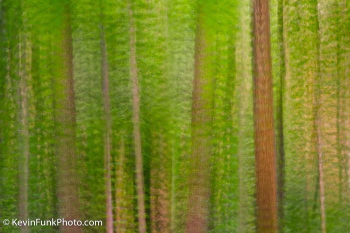 Multiple Exposure Coopers Rock State Forest West Virginia