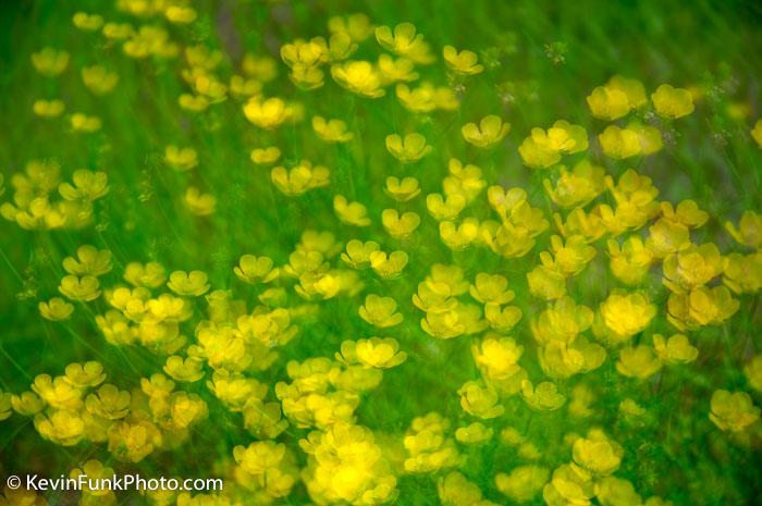 Wild Flowers at the Farm