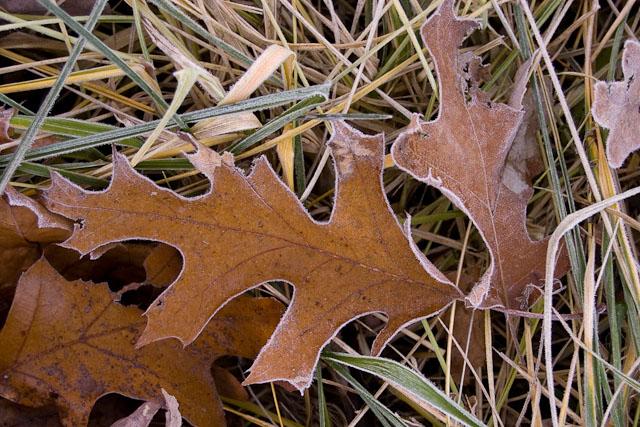 West Virginia Morning Frost Hampshire County - West Virginia