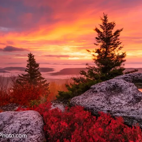 Bear Rocks Dolly Sods Wilderness - West Virginia