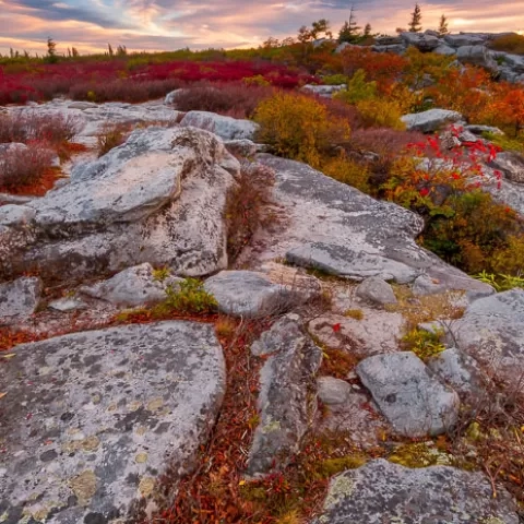 Bear Rocks Dolly Sods Wilderness - West Virginia