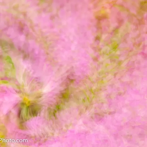 Azalea Multiple Exposure