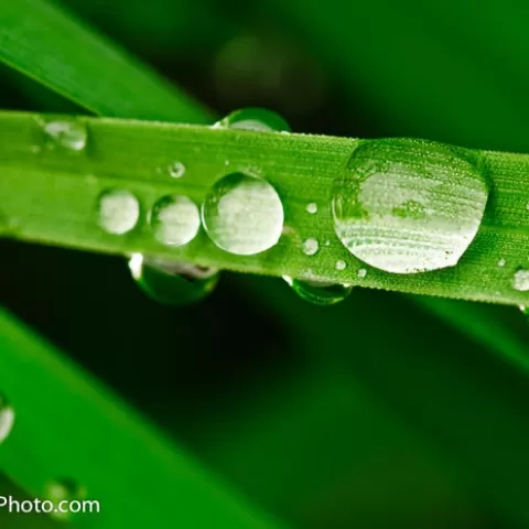 Dew on Grass, Hampshire County - West Virginia