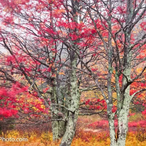 Dolly Sods Wilderness - West Virginia