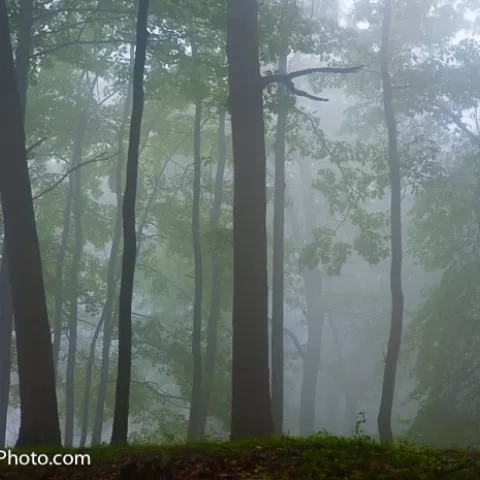 Coopers Rock State Forest West Virginia