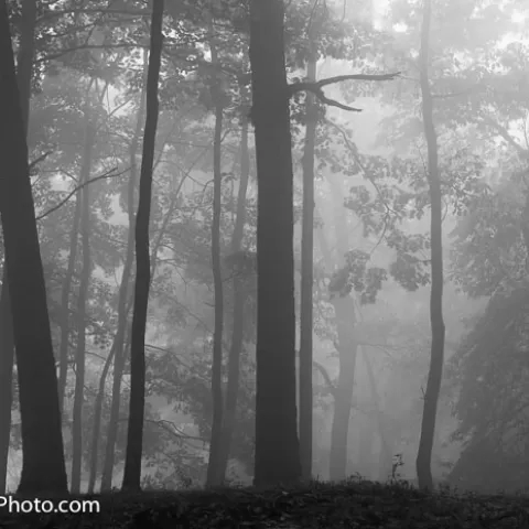 Coopers Rock State Forest West Virginia