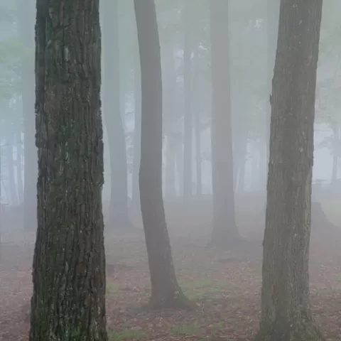 Coopers Rock State Forest West Virginia