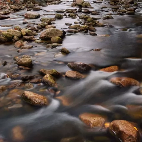 Red Creek Dolly Sods Wilderness West Virginia