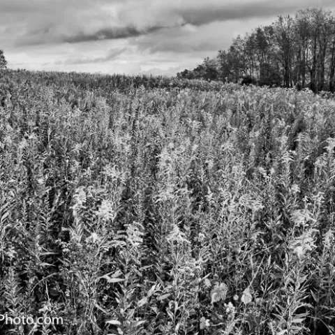 Field of Goldenrod, Montana Mines Marion County, West Virginia