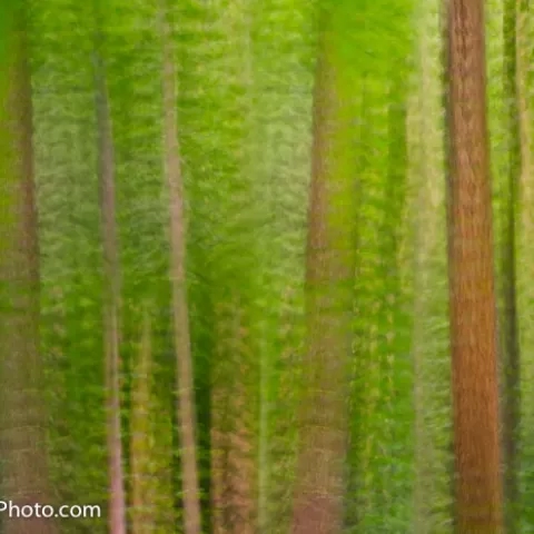 Multiple Exposure Coopers Rock State Forest West Virginia