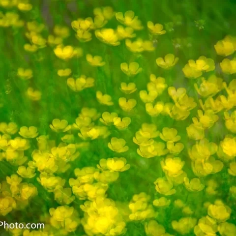 Wild Flowers at the Farm