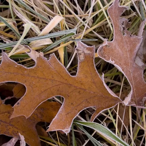 West Virginia Morning Frost Hampshire County - West Virginia